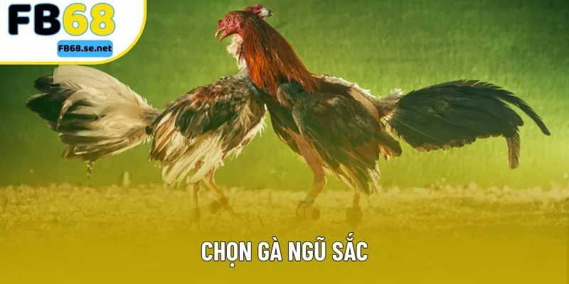 Chọn Gà Ngũ Sắc – Bí Quyết Nhận Diện Chiến Kê Chuẩn Xác