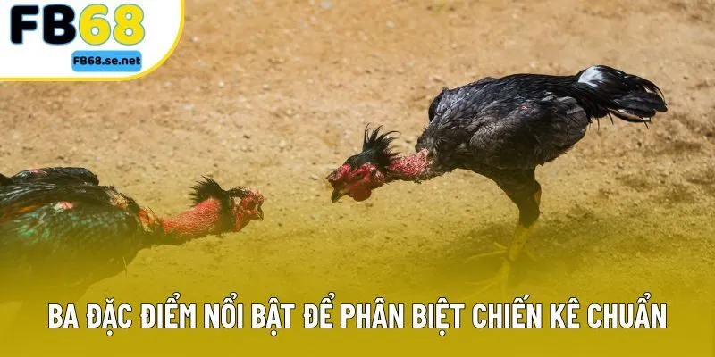 Ba đặc điểm nổi bật để phân biệt chiến kê chuẩn