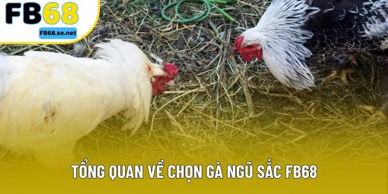 Tổng quan về chọn gà ngũ sắc FB68