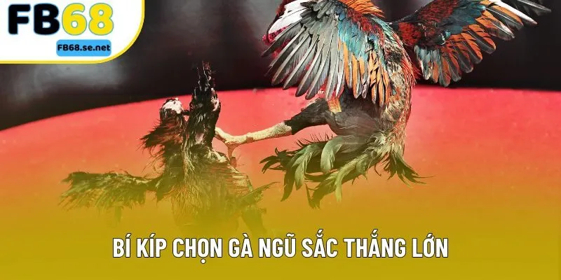 Bí kíp chọn gà ngũ sắc thắng lớn