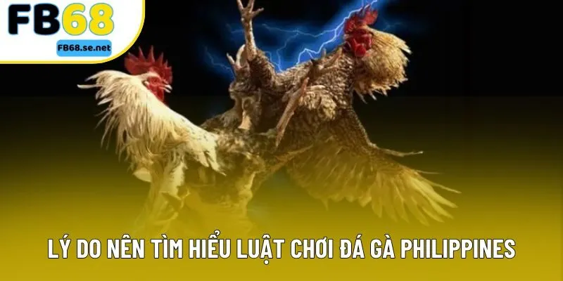 Lý do nên tìm hiểu luật chơi đá gà Philippines