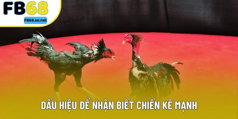 Dấu hiệu để nhận biết chiến kê mạnh Dấu hiệu để nhận biết chiến kê mạnh