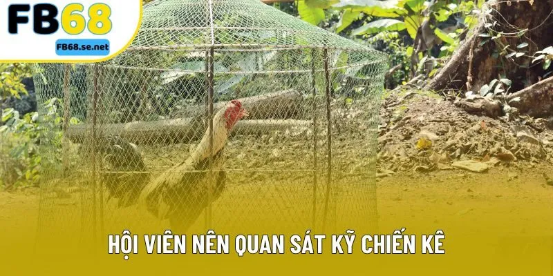 Hội viên nên quan sát kỹ chiến kê Hội viên nên quan sát kỹ chiến kê